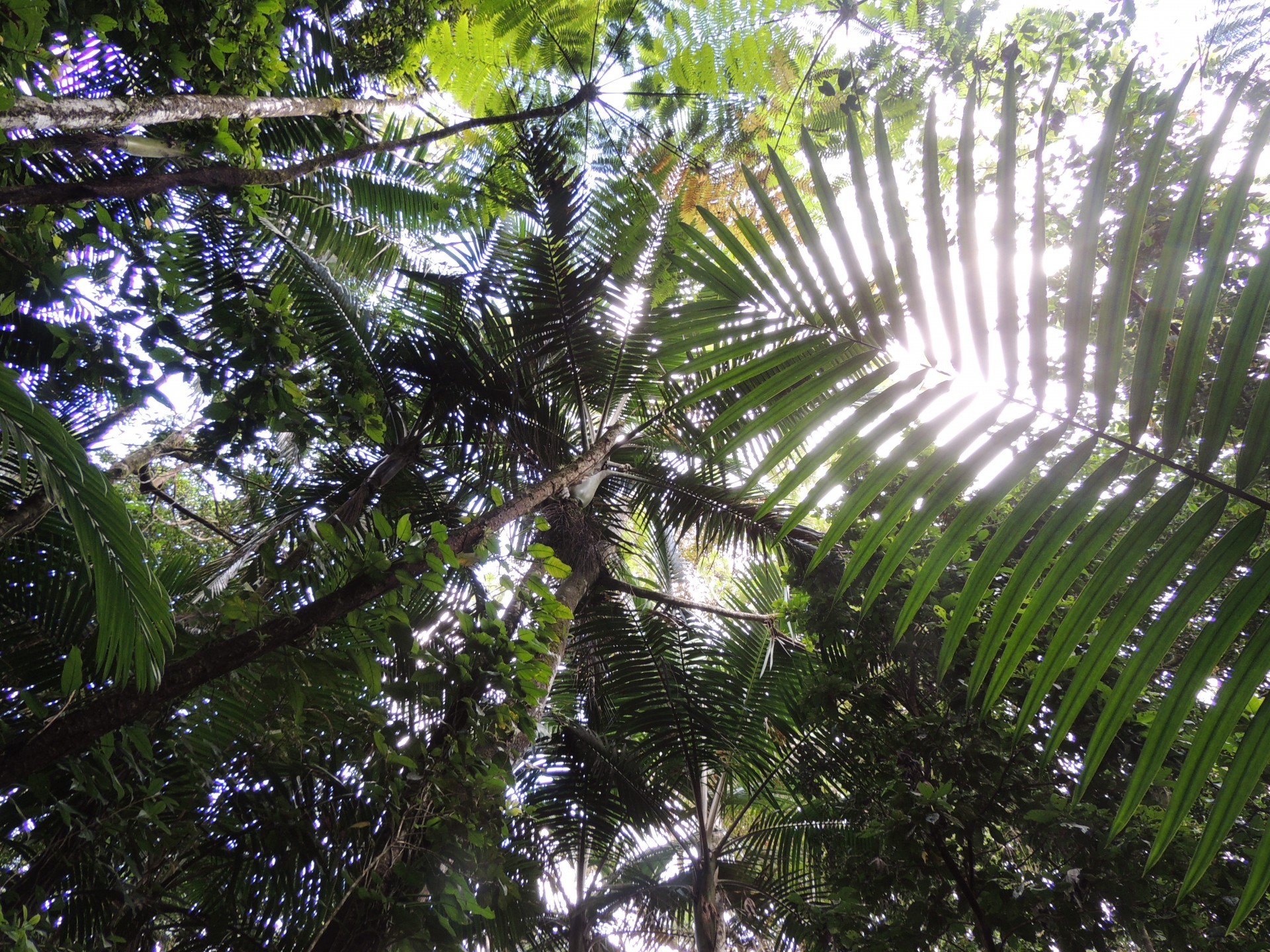 Rain Forest Canopy