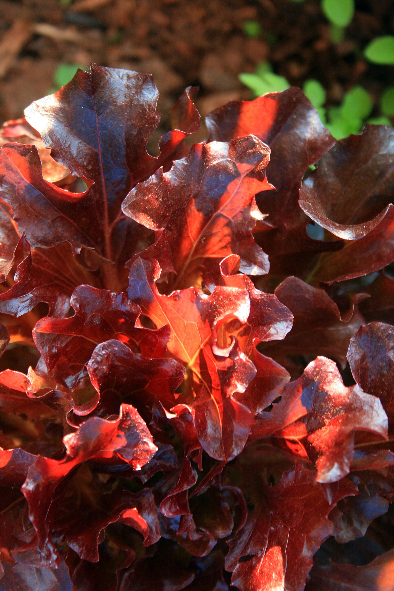 red lettuce in light