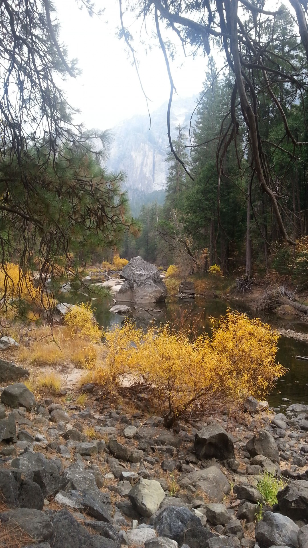 yellow foliage borders river bed of rocks in Yosemite  Valley