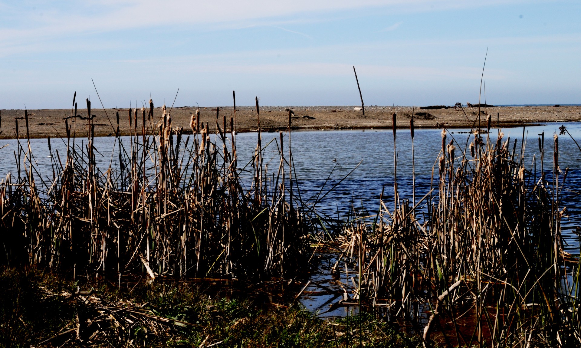 Tall Cattails border a salt water marsh