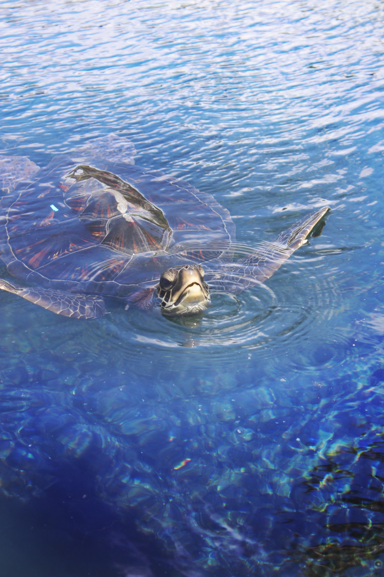 Sea turtle in the water.