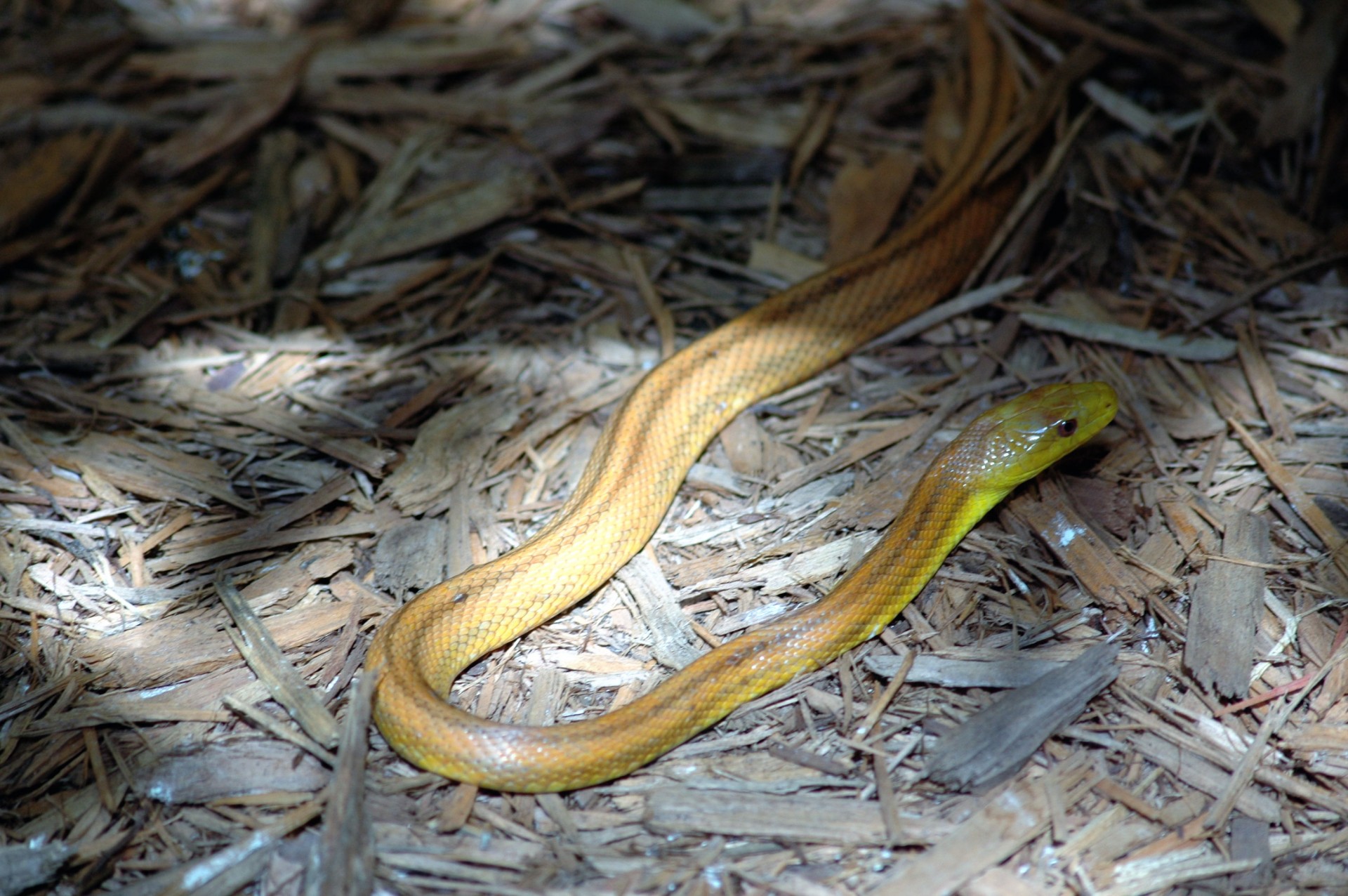 Snake Free Stock Photo Public Domain Pictures