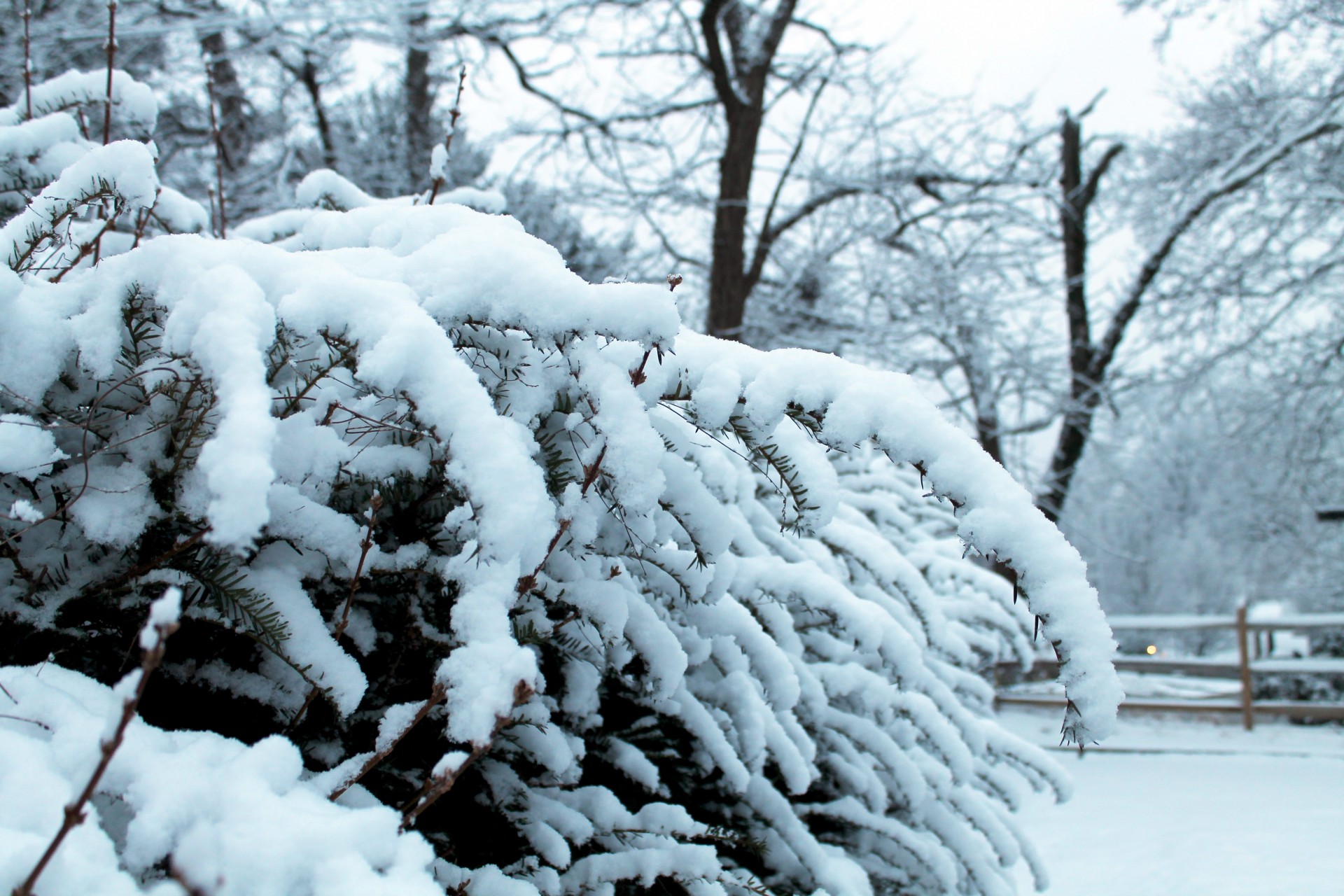 Snow Covered Branches - 02