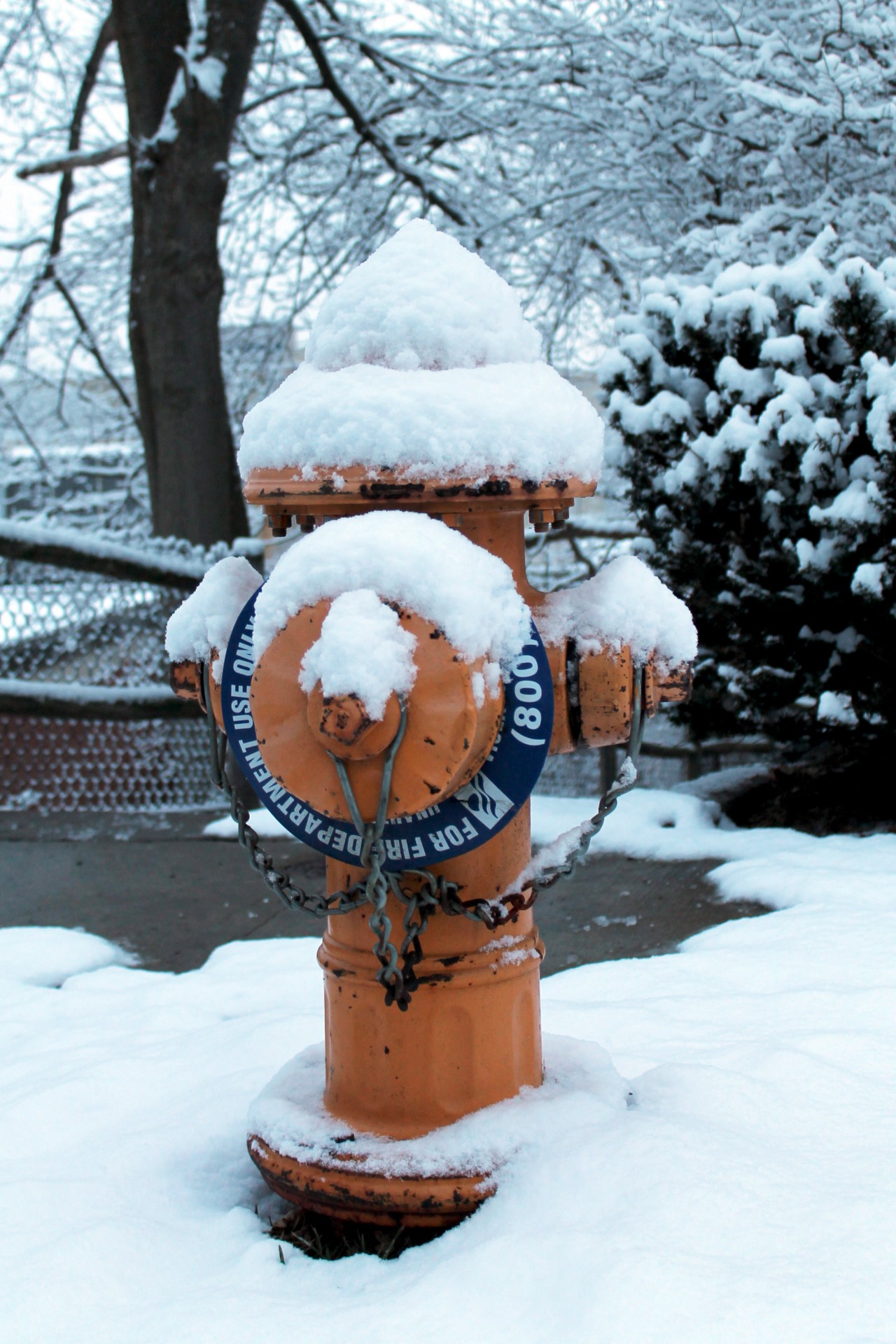 Snow Covered Fire Hydrant In Winter - I really appreciate your premium download!