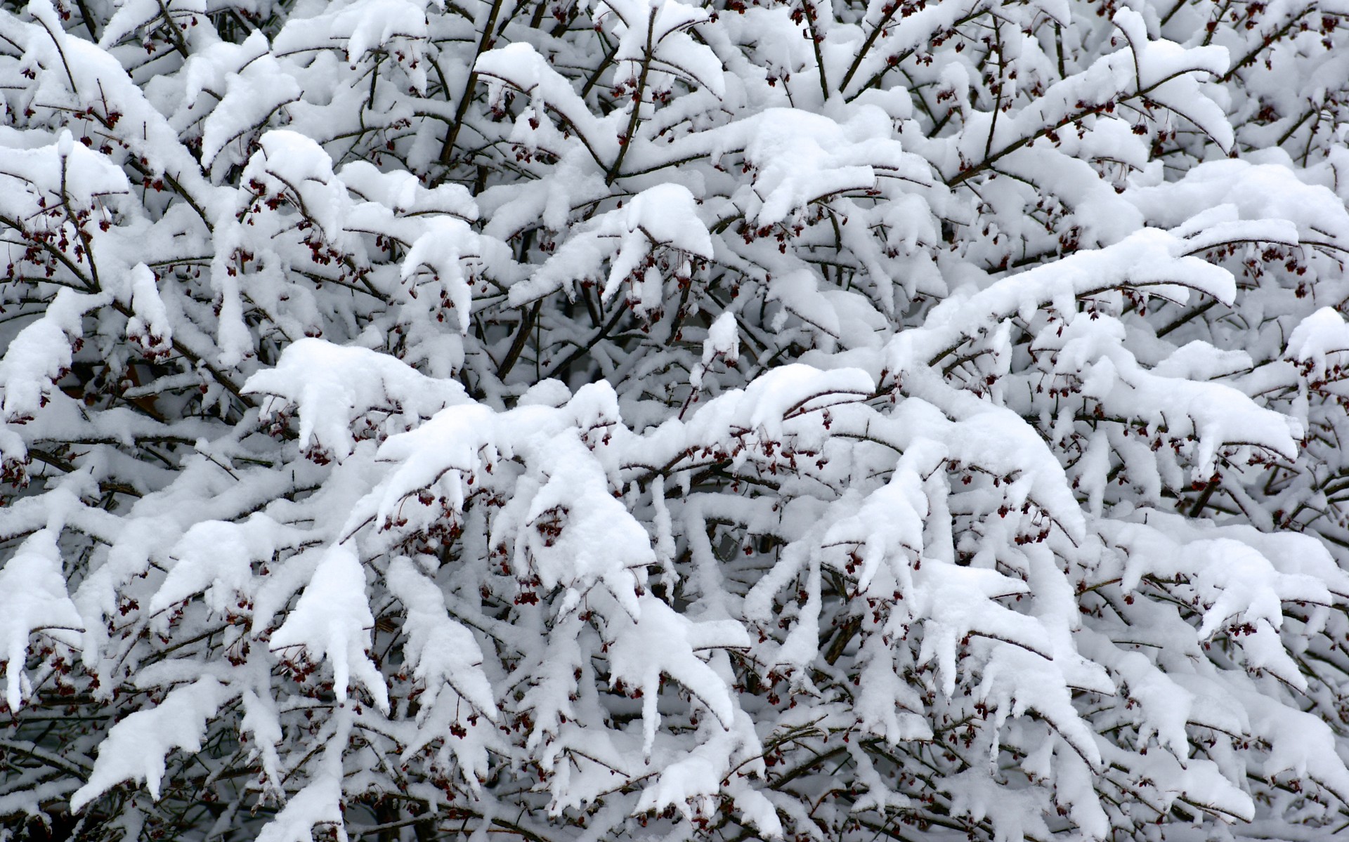 Snow Covers Bushes