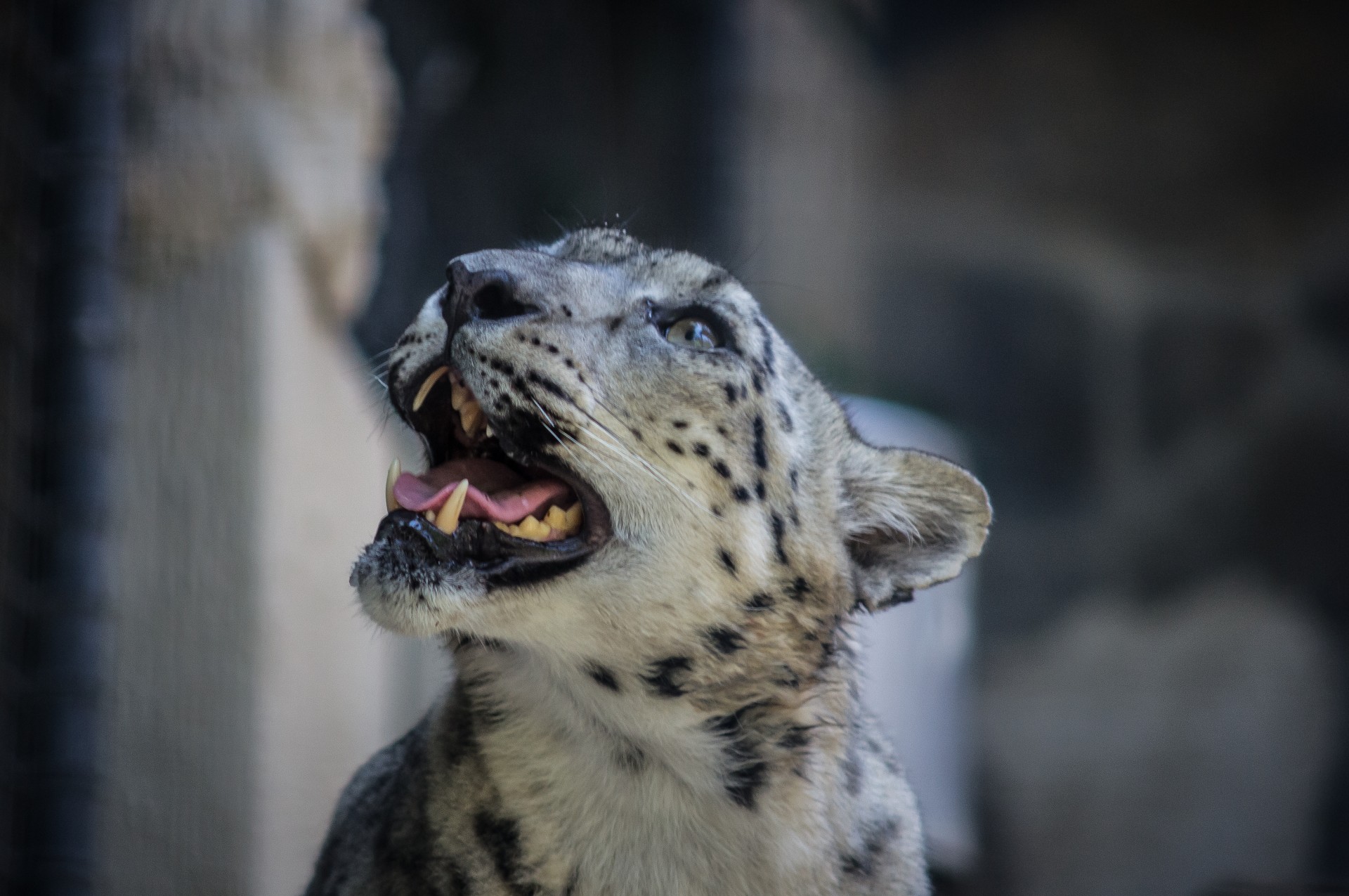 Snow Leopard's Face