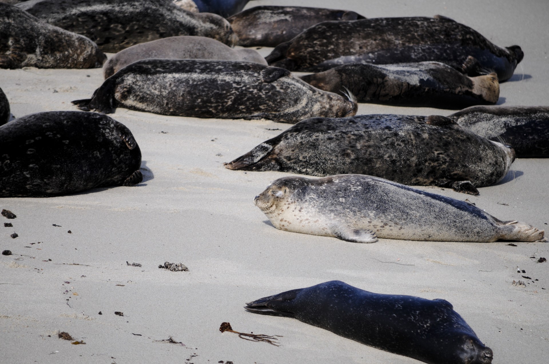Seals ashore at Children's Beach in San Diego