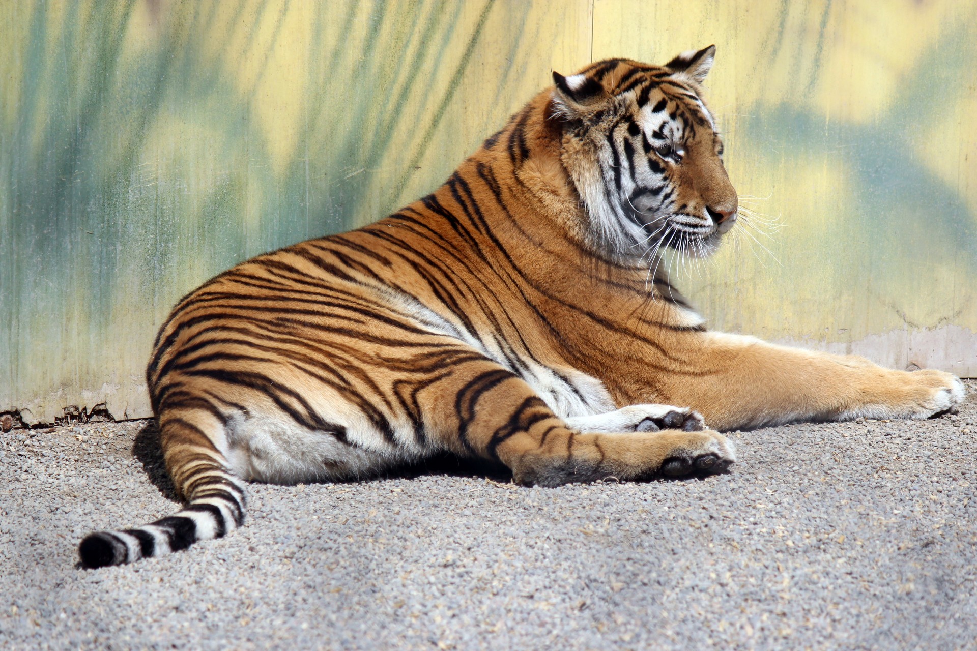 Tiger at rest at Cat Tales Zoological Park in Spokane, Washington.