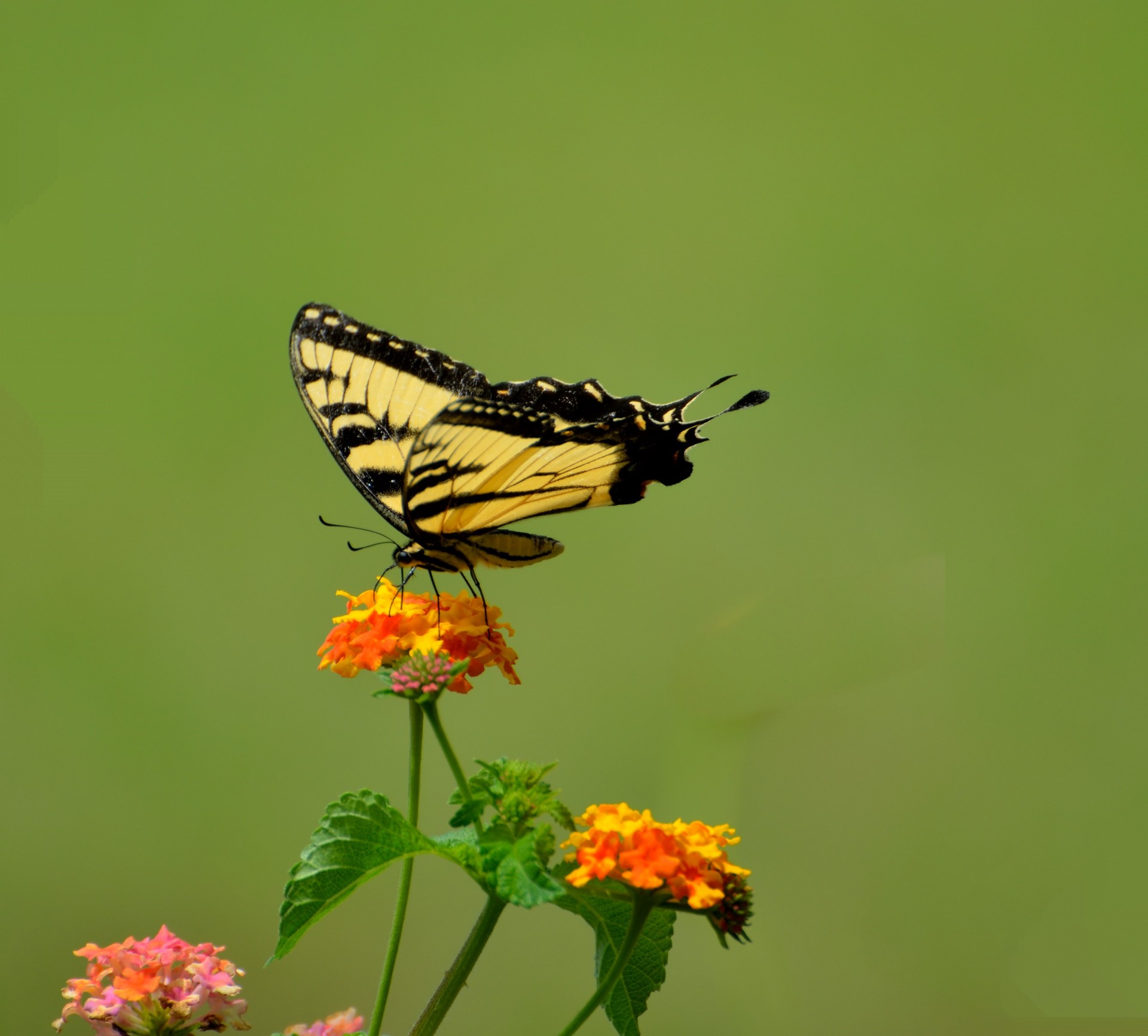 Swallowtail butterfly on top of lantana flowers