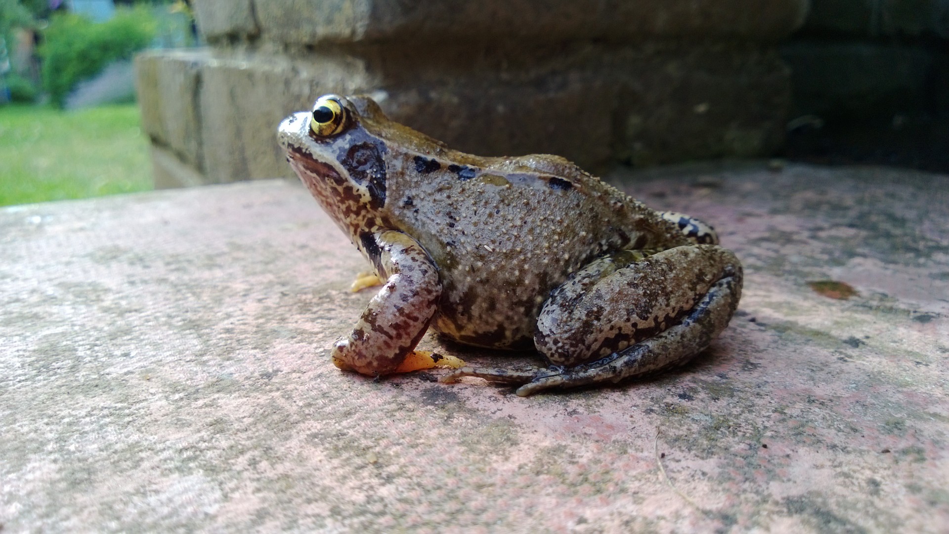 Toad On A Step