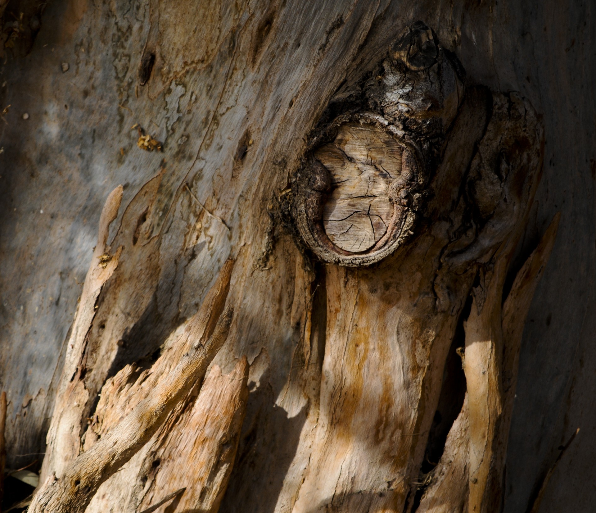 Close-up of peeling park and a knot hole in a tree