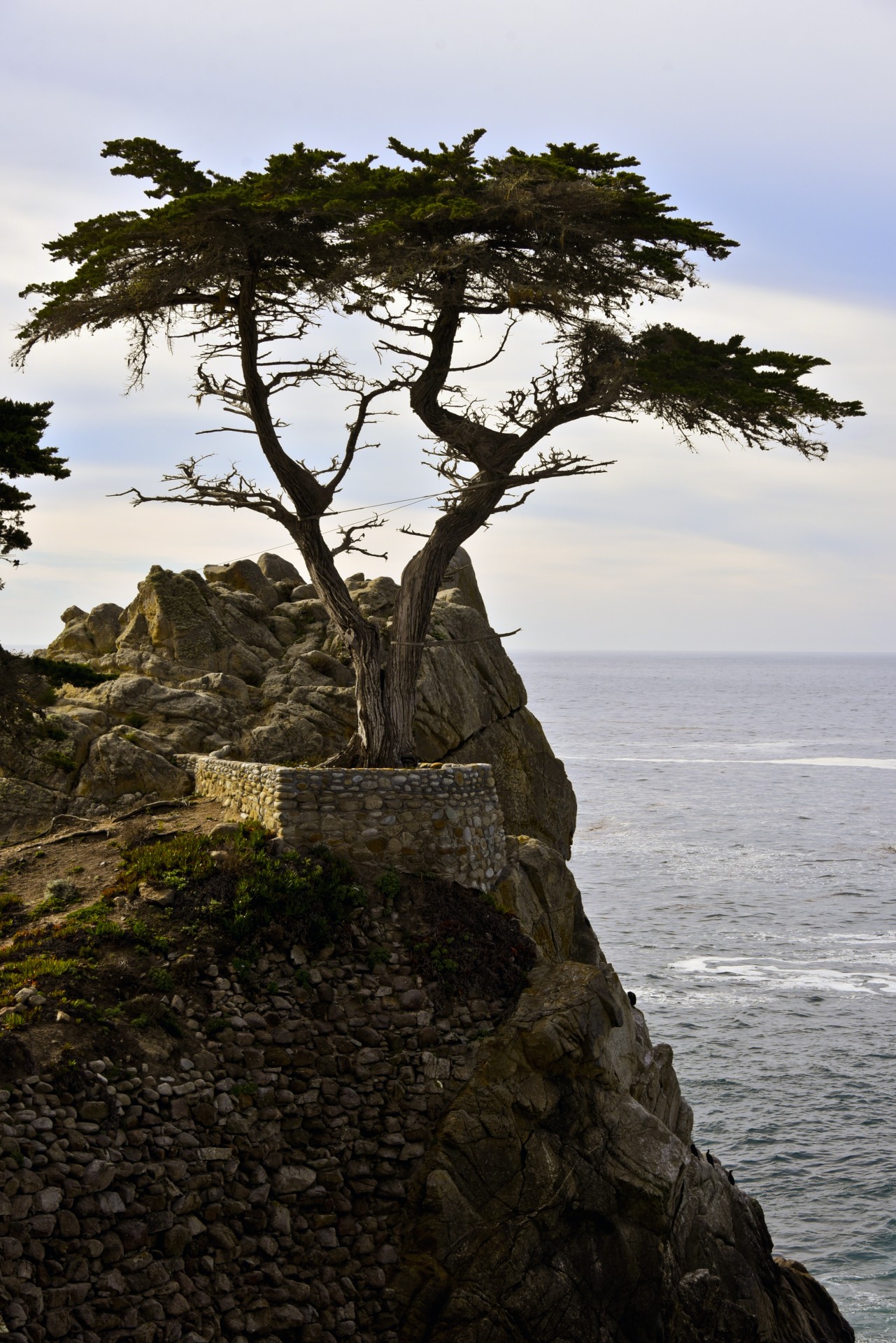 The Lone Cypress Tree in Vertical format