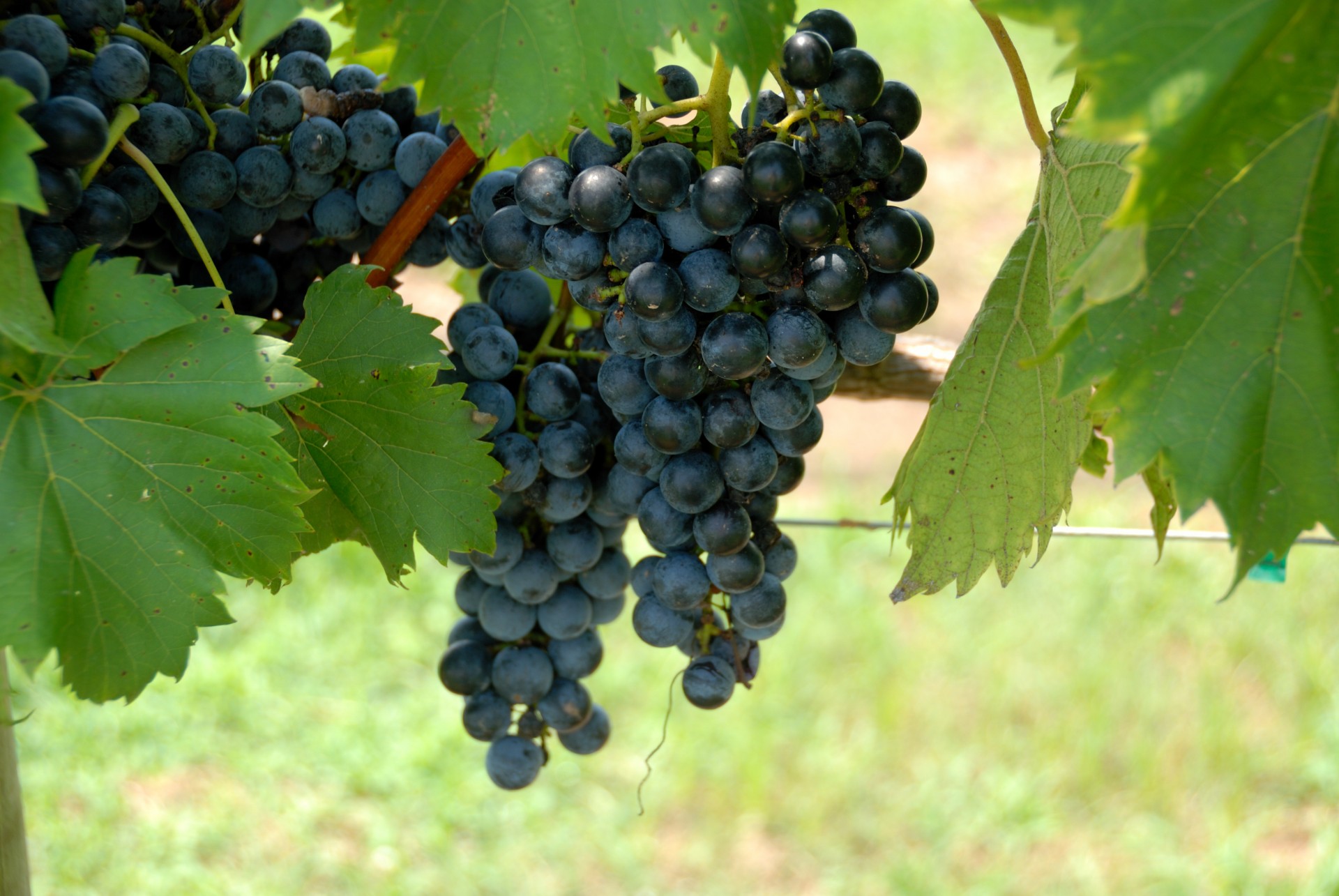 Grapes hanging on vine