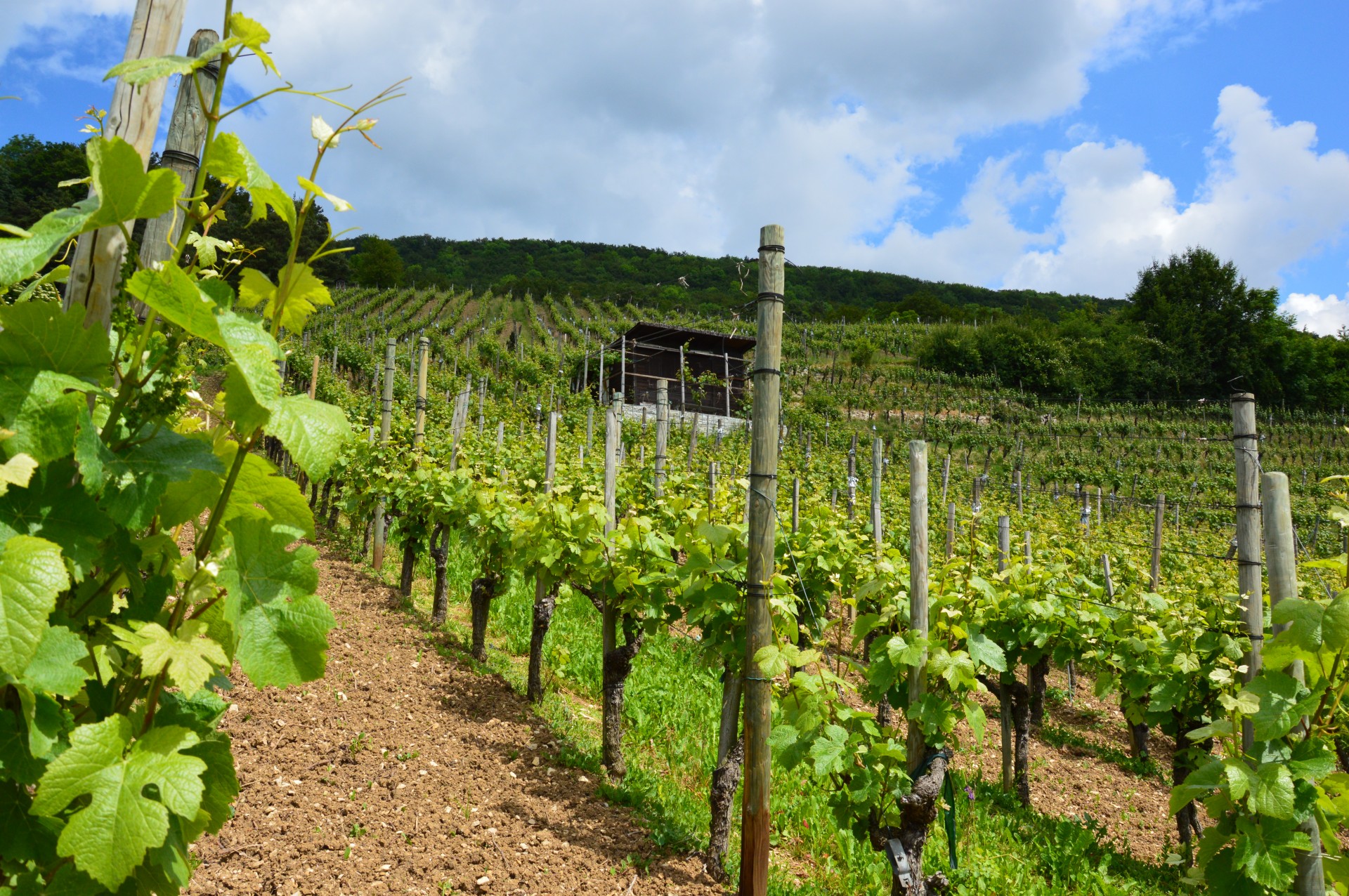 Vineyard near Aarau, Switzerland