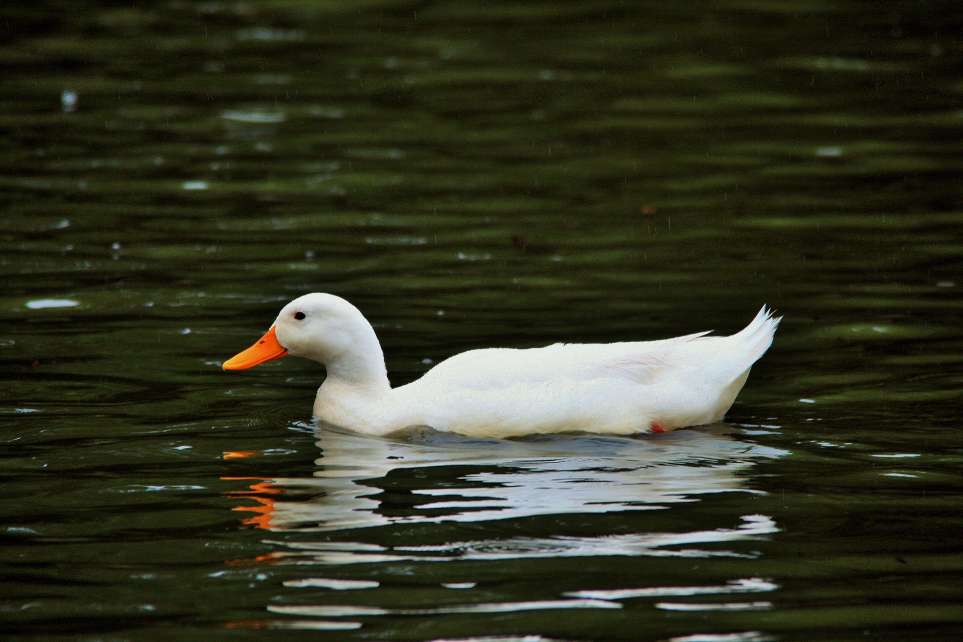 White Duck On Pond