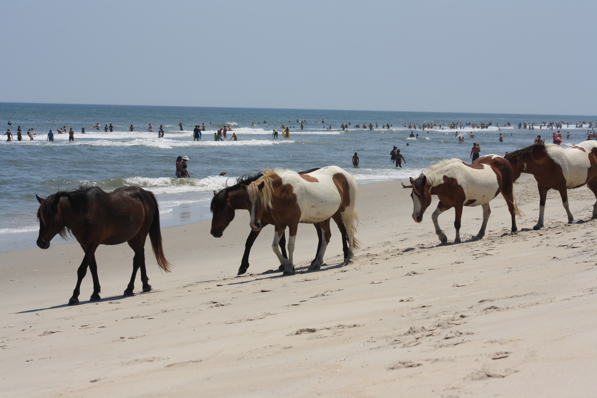 Group of wild horses walking along the shore of Assateague Island, Maryland