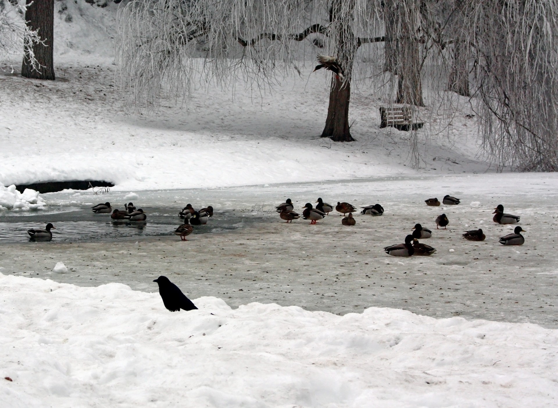 Winter Duck Pond