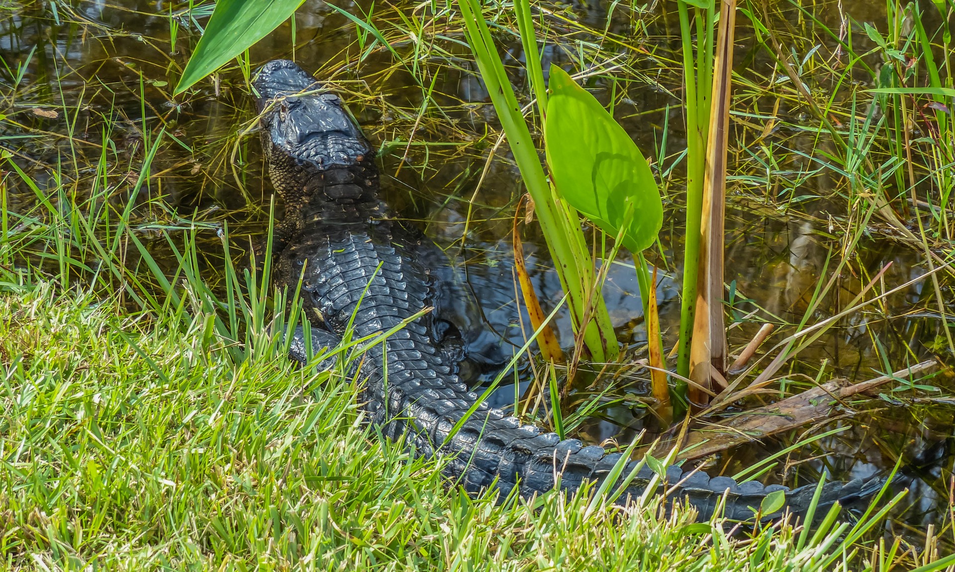 Young alligator on the shore of a lake