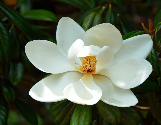 Flor de la magnolia Árbol Stock de Foto gratis - Public Domain Pictures