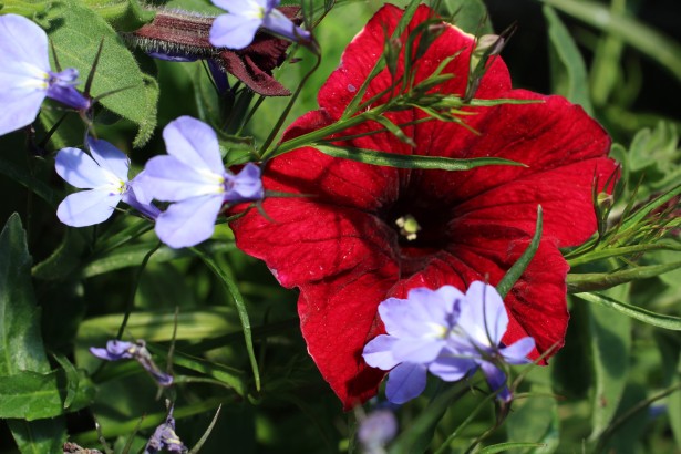 Pensamiento rojo de la flor Stock de Foto gratis - Public Domain Pictures