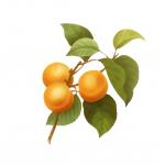 Apricots Illustration