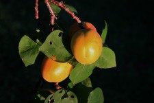 Apricots In The Sun