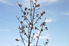Baby Pear Blossom Tree