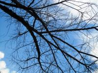 Bare Branches Against The Blue Sky