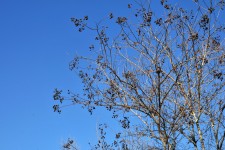 Bare Tree Bright Blue Sky