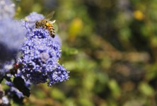 Bee And Purple Flowers