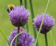 Bee On Chive Flower