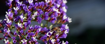 Bees Love Purple