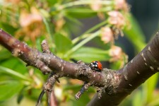 Ladybug On Cherry