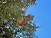 Bird's Nests In Tree