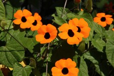 Black Eyed Susan Orange Flower