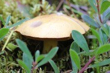 Brown Wild Mushroom Fungus