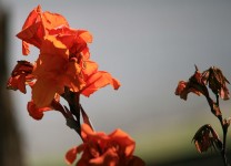 Canna Flower Blooming