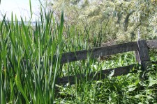 Cattails Fence In Marsh Lake