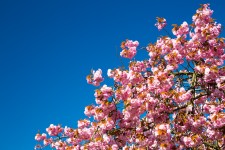 Cherry Blossom And Blue Sky