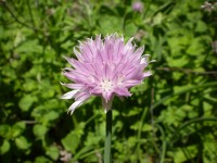 Chive Flower