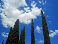 Cloudy Sky With Cypress
