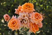 Cluster Of Orange Roses