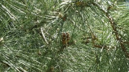 Corsican Pine Tree Background