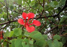 Crimson Galpinii Bauhenia  Flower