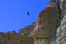 Crow Flies Over Red Rock Canyon