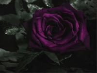 Dark-Violet Rose
