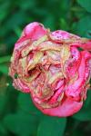 Decaying Pink Flower