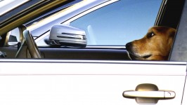Dog On A Drive