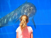 Dolphin At Aquarium