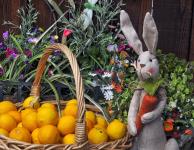 Easter Bunny And Lemons